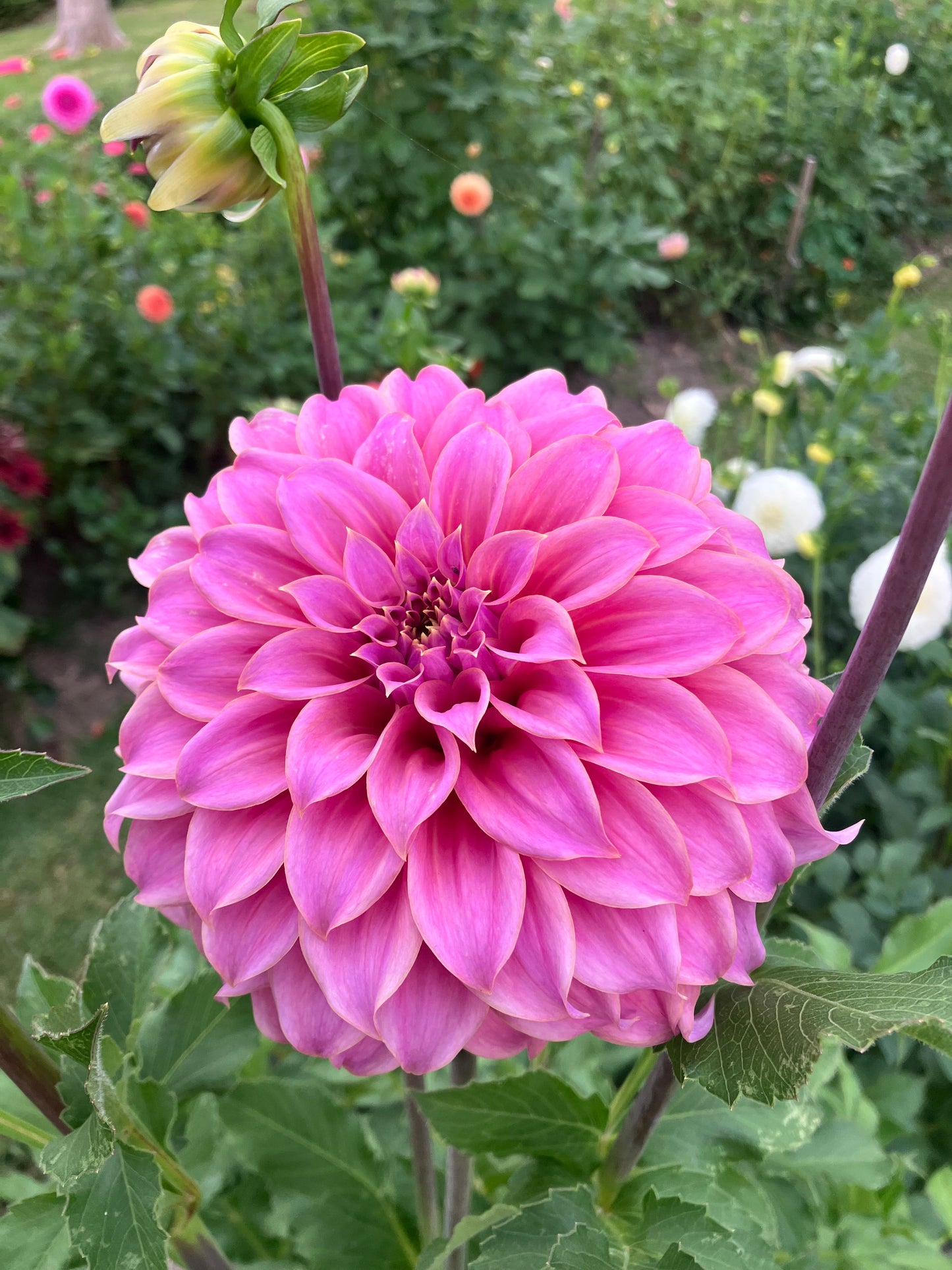 Coorabell Amy dahlia tuber