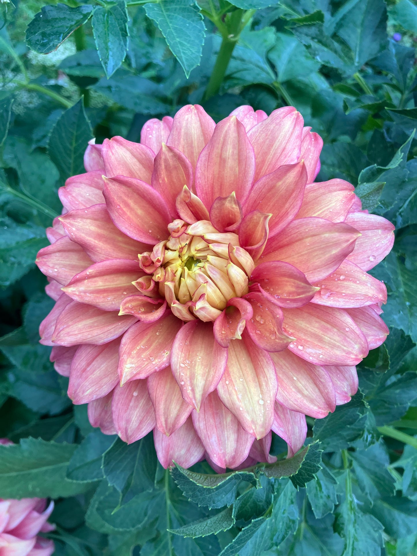 CK Autumn dahlia tuber