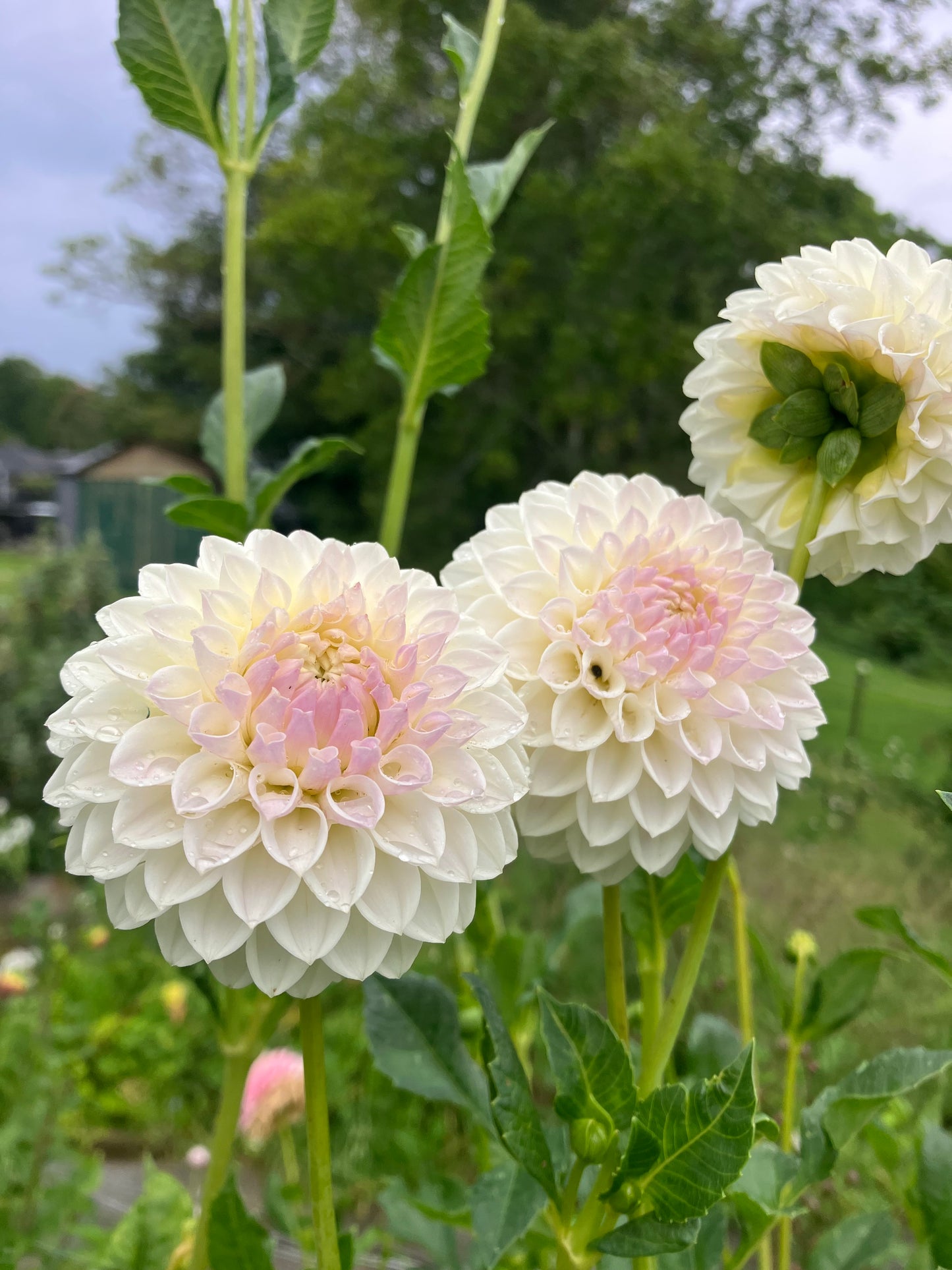 Bilpin Rosie Girl dahlia tuber
