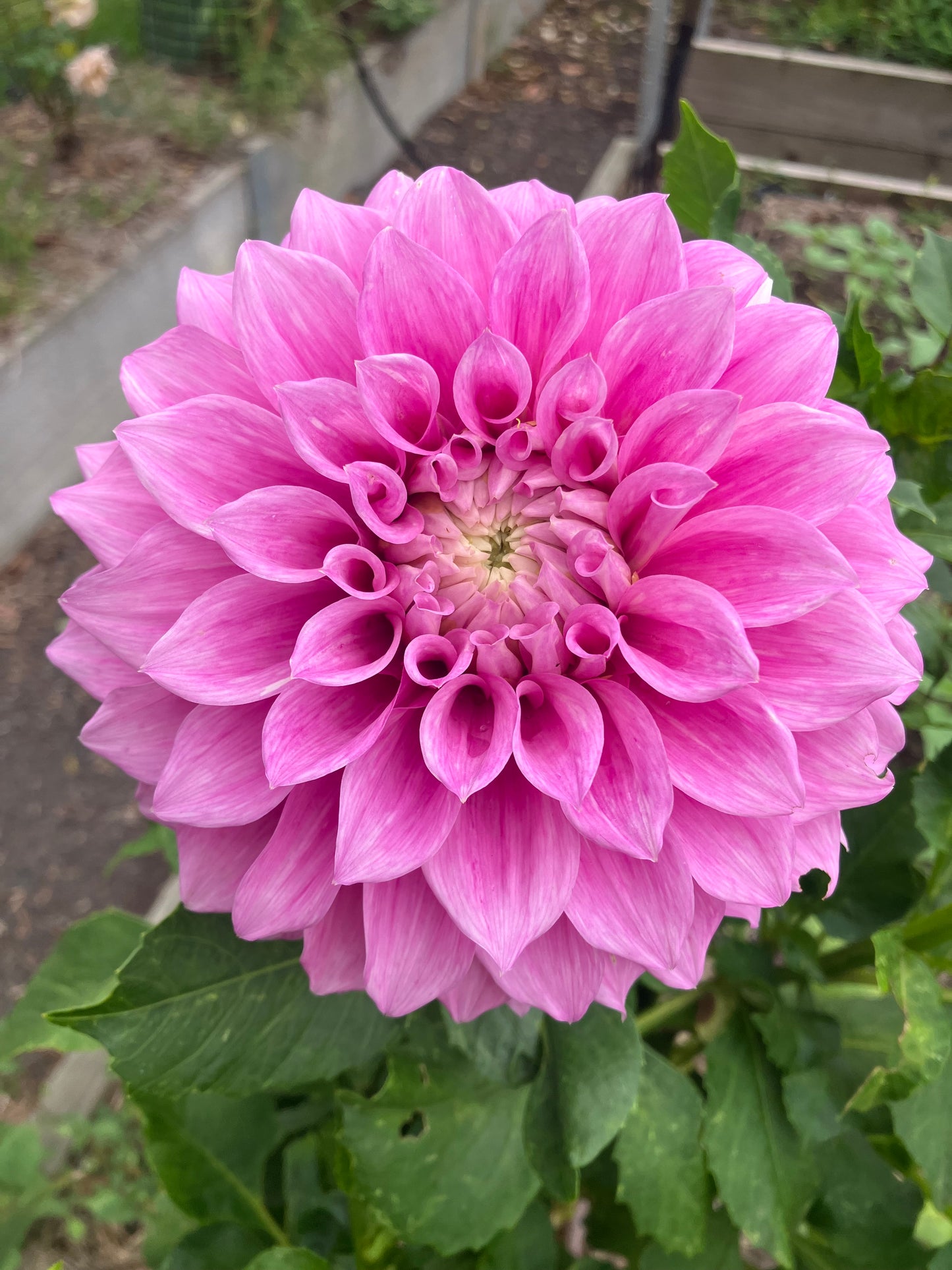 Vera’s Elma – Mauve-Pink Decorative Dahlia