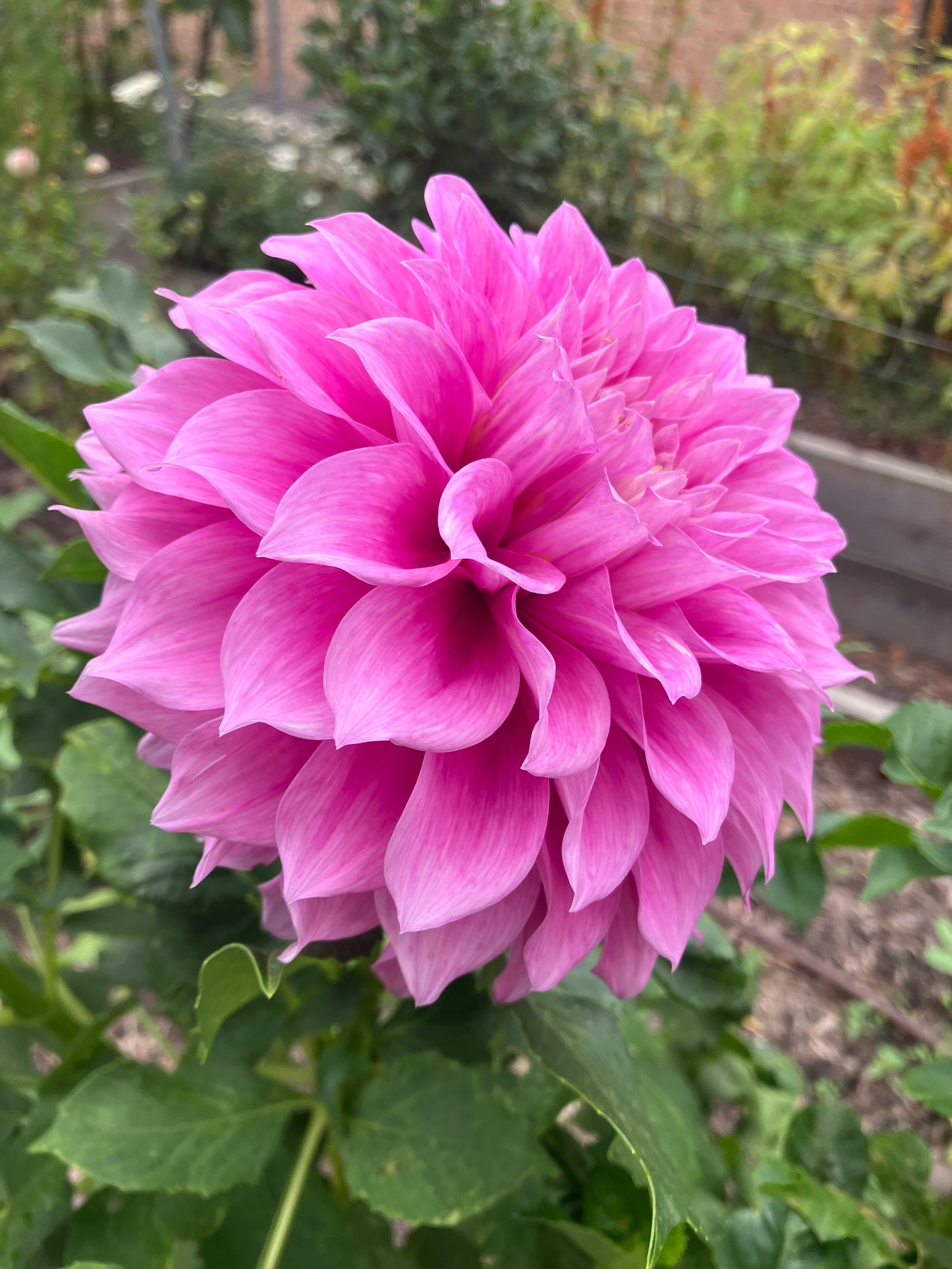 Vera’s Elma – Mauve-Pink Decorative Dahlia