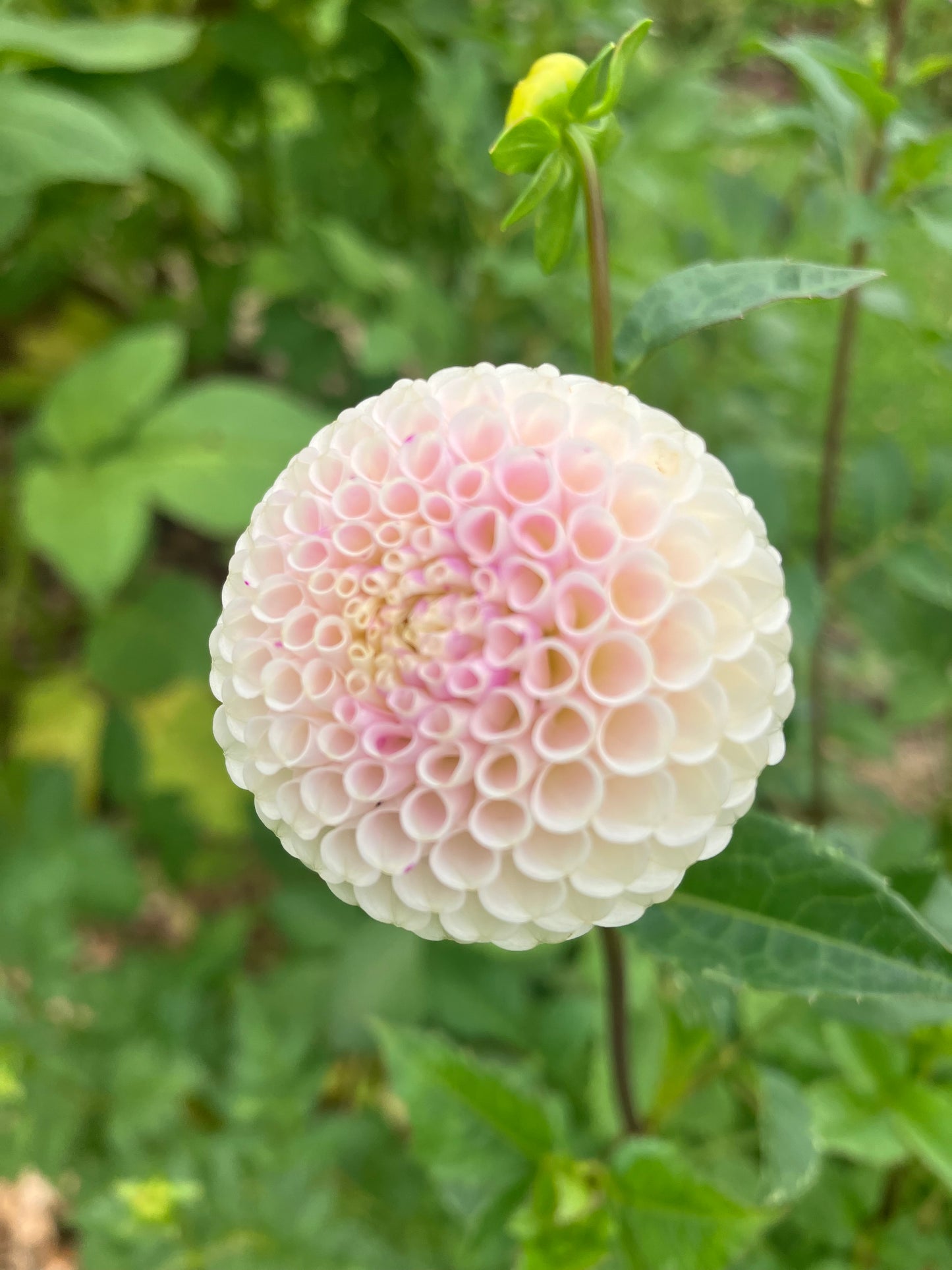Bowen dahlia tuber