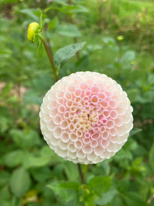 Bowen dahlia tuber