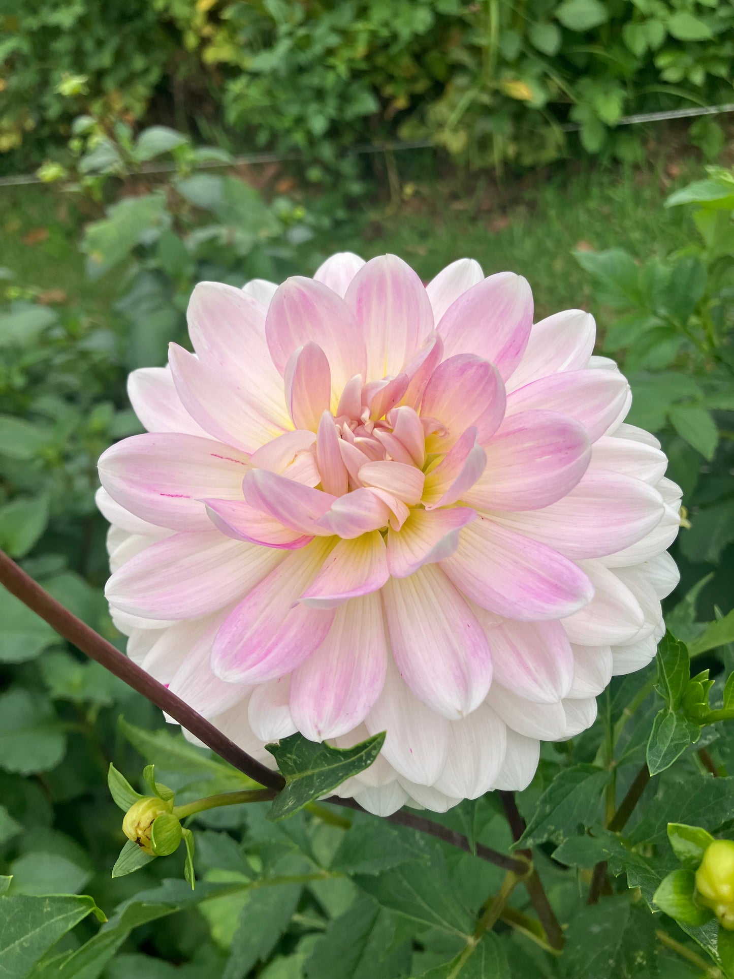 Kelgai Ann dahlia tuber