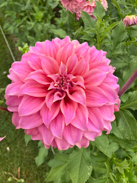 Coorabell Amy dahlia tuber