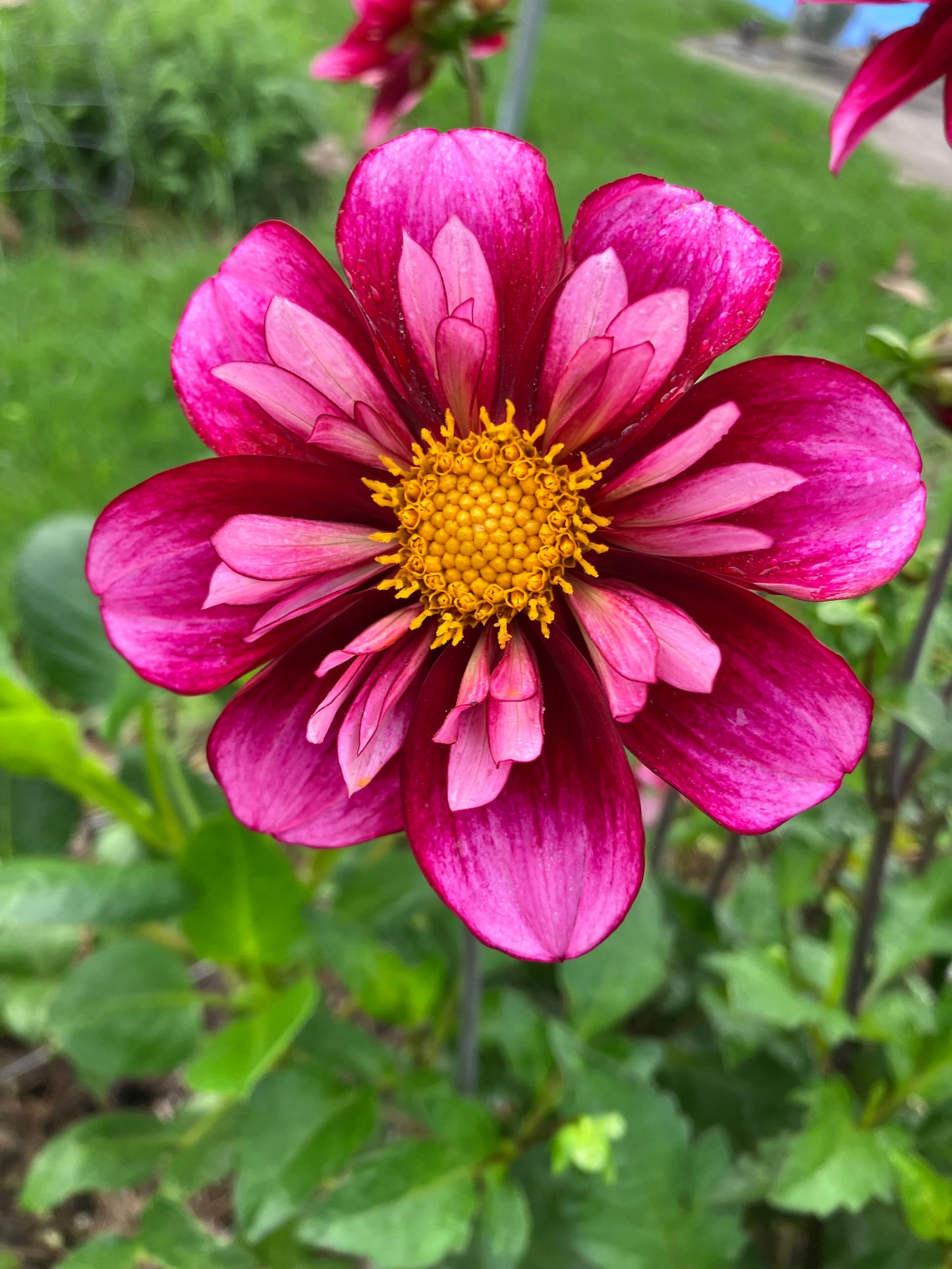 Jeanette Thompson dahlia tuber