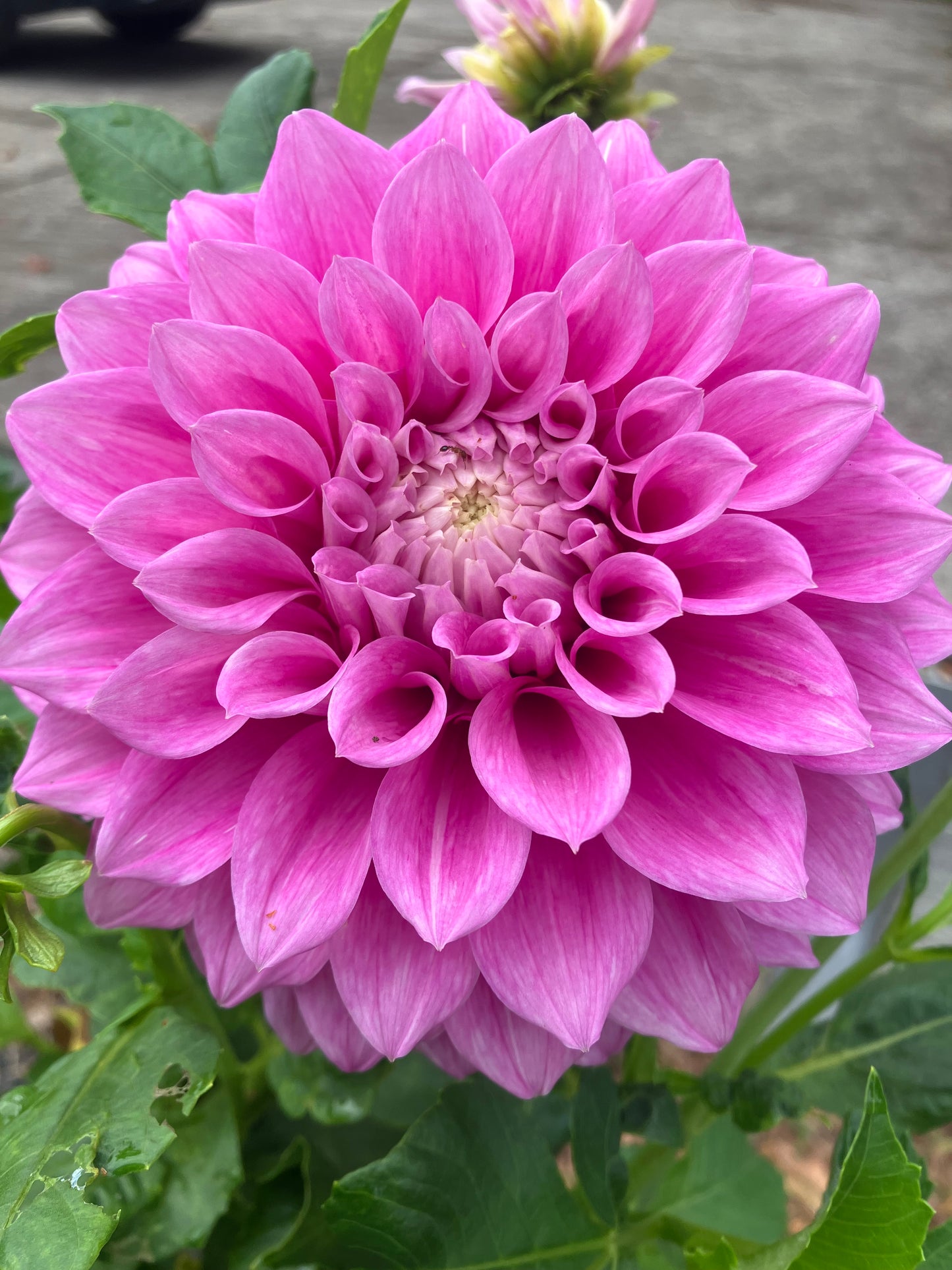 Vera’s Elma – Mauve-Pink Decorative Dahlia