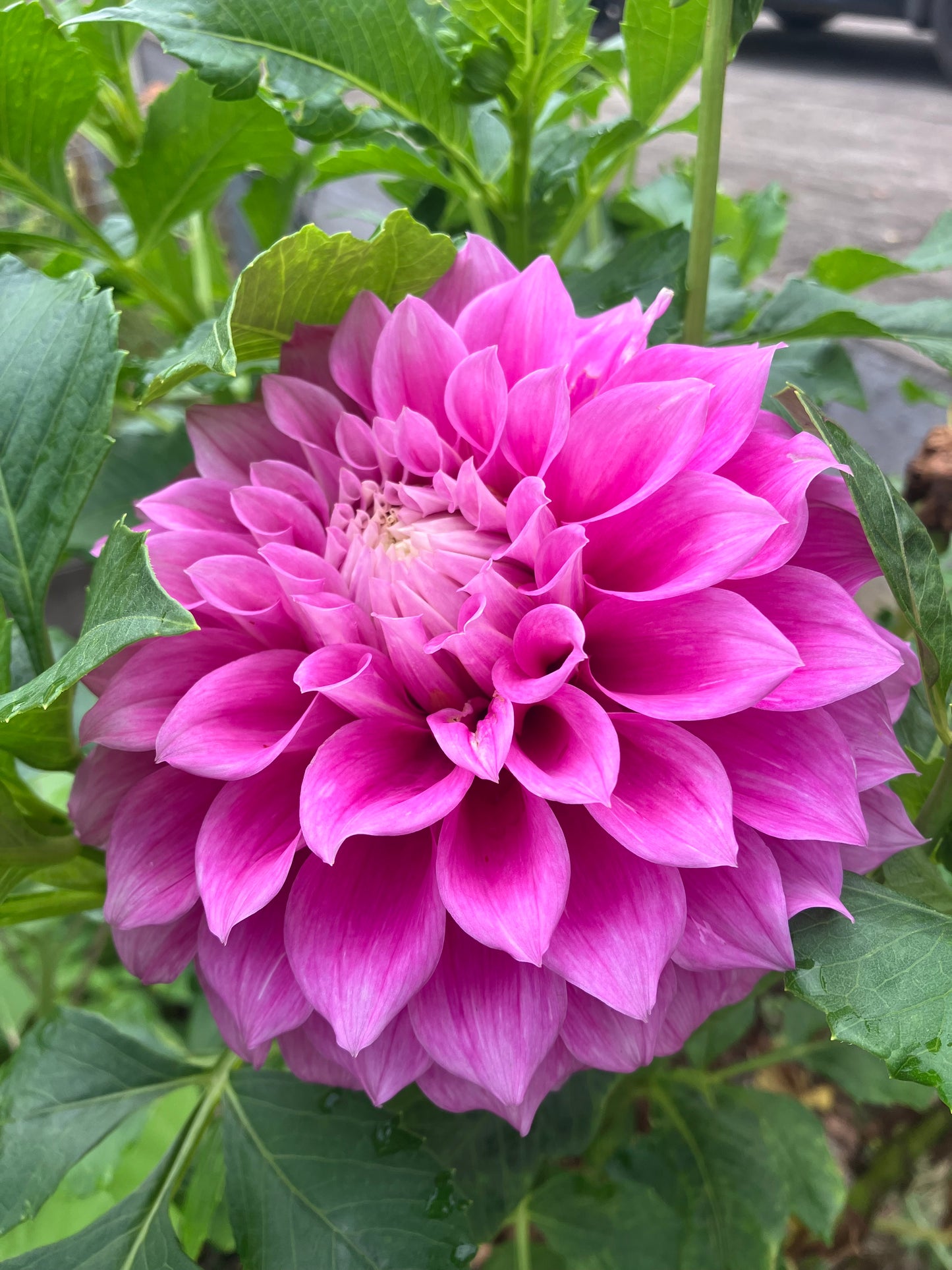 Vera’s Elma – Mauve-Pink Decorative Dahlia