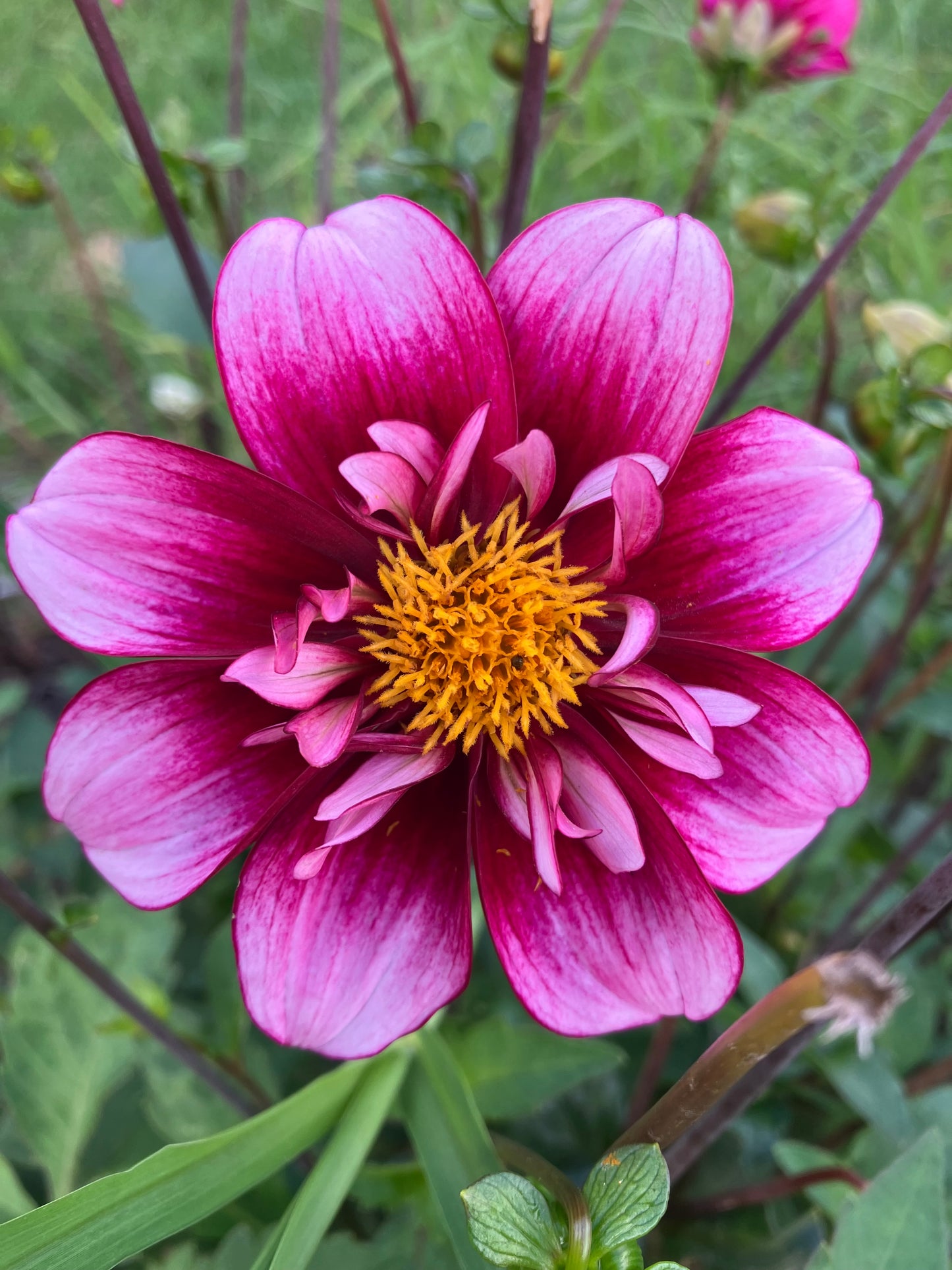Jeanette Thompson dahlia tuber