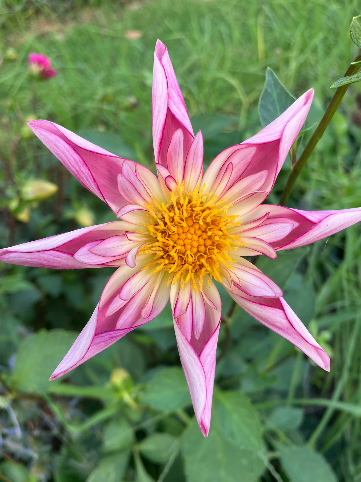 Fancy Pants dahlia tuber
