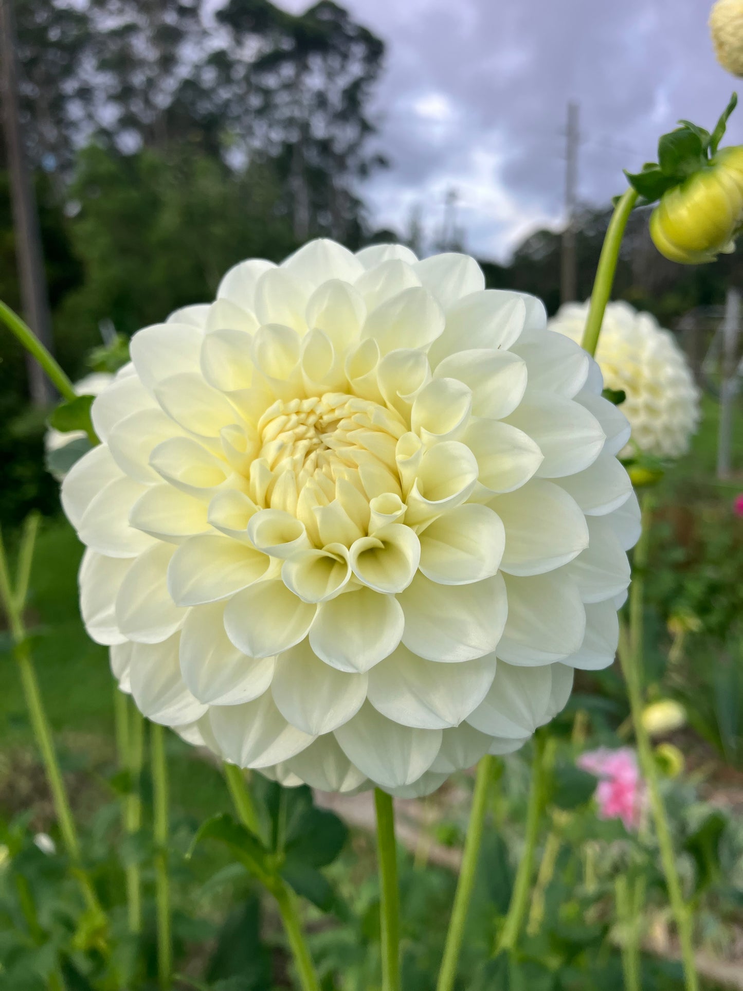 Boundary Snowflake dahlia tuber