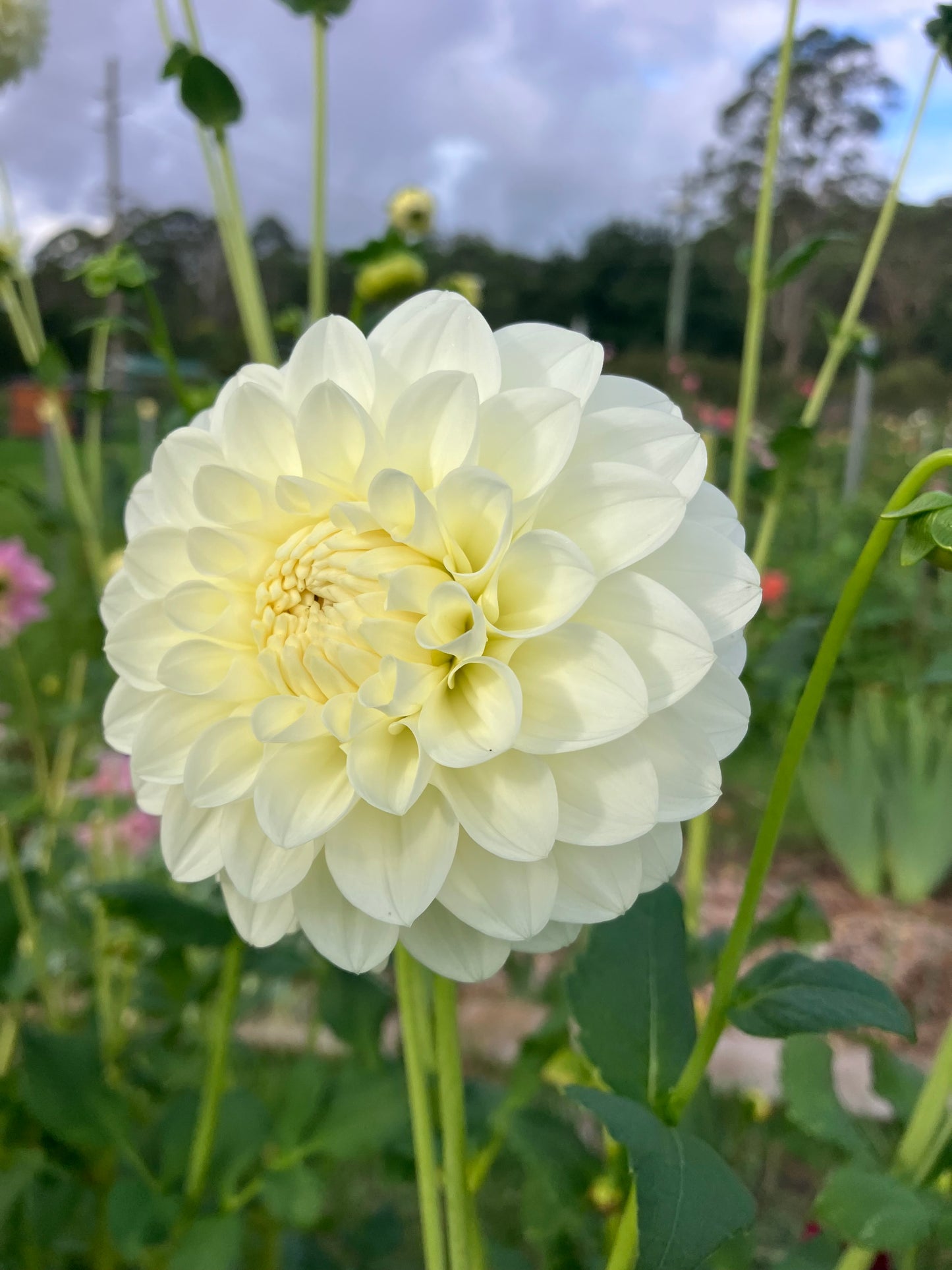 Boundary Snowflake dahlia tuber