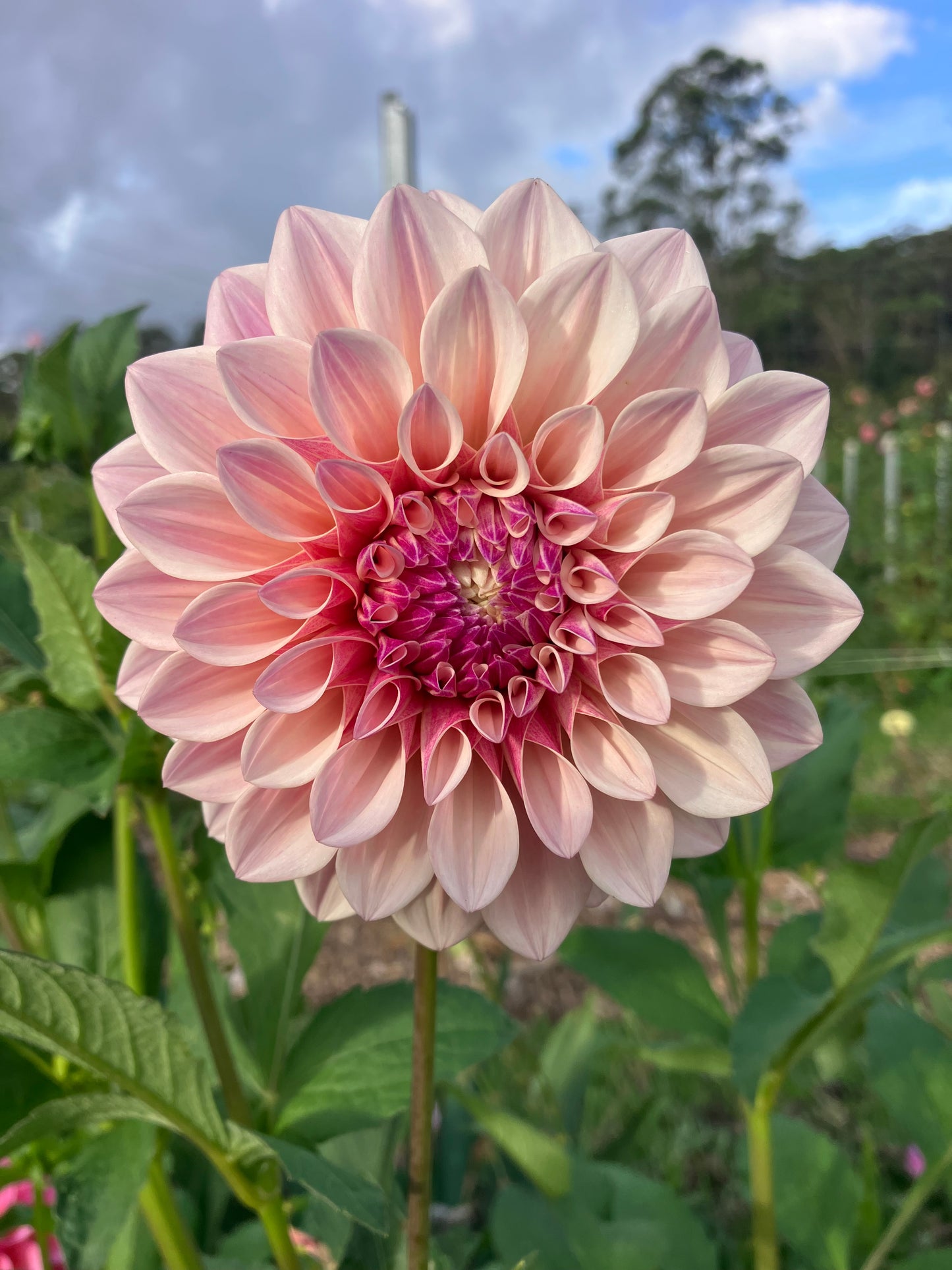Florelie Antique dahlia tuber - Cream Blush Wedding Cut Flower Favourite