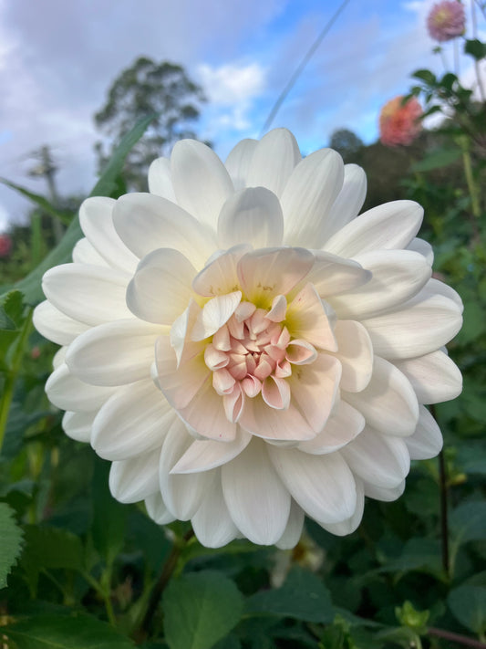 Kelgai Ann dahlia tuber