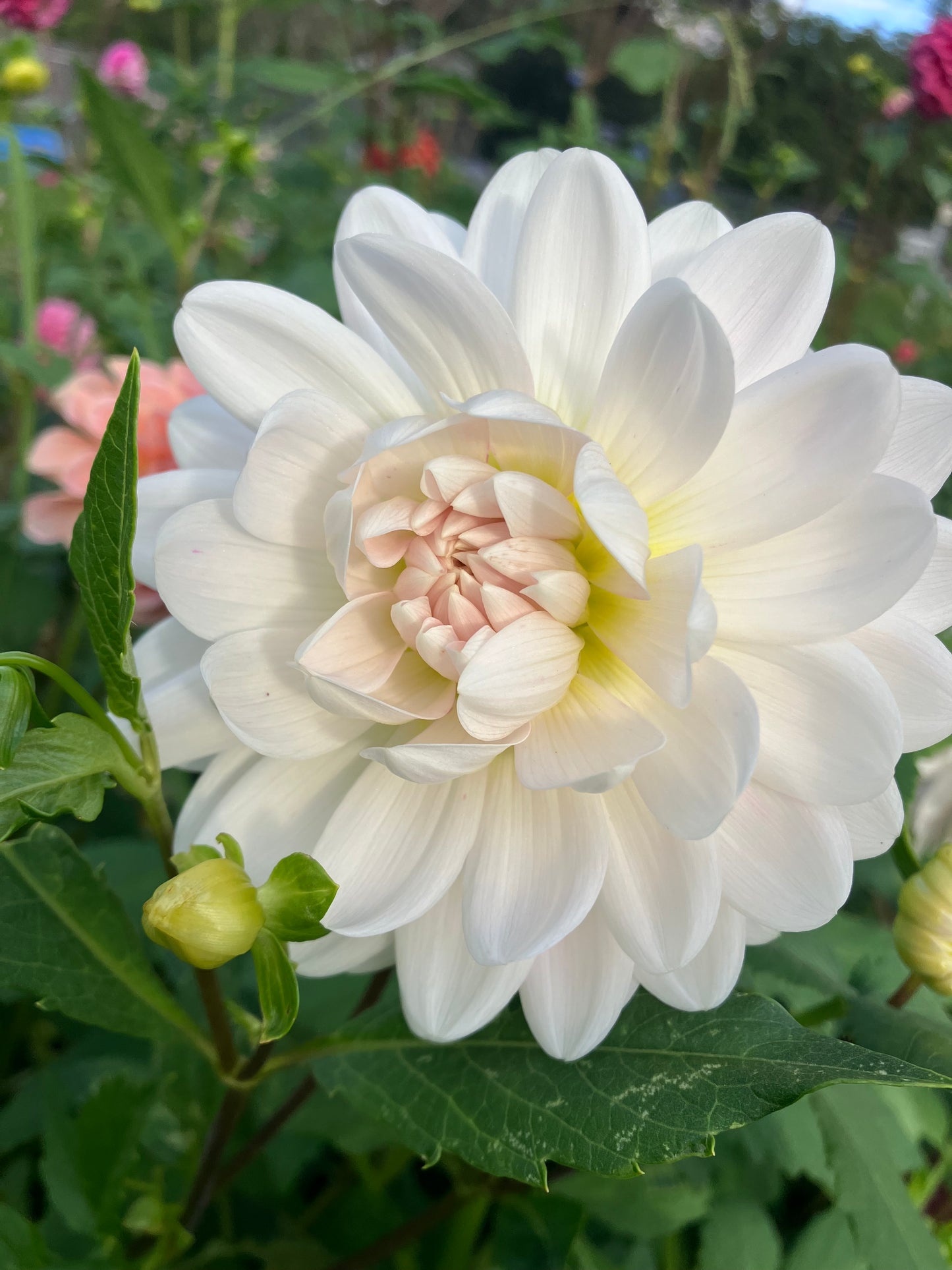 Kelgai Ann dahlia tuber