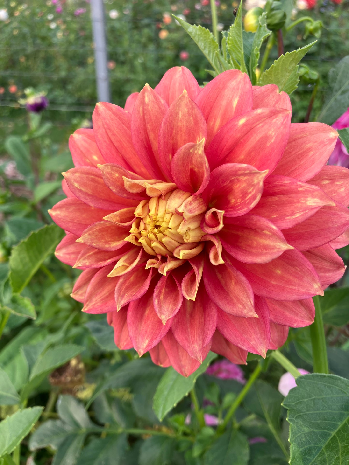 CK Autumn dahlia tuber