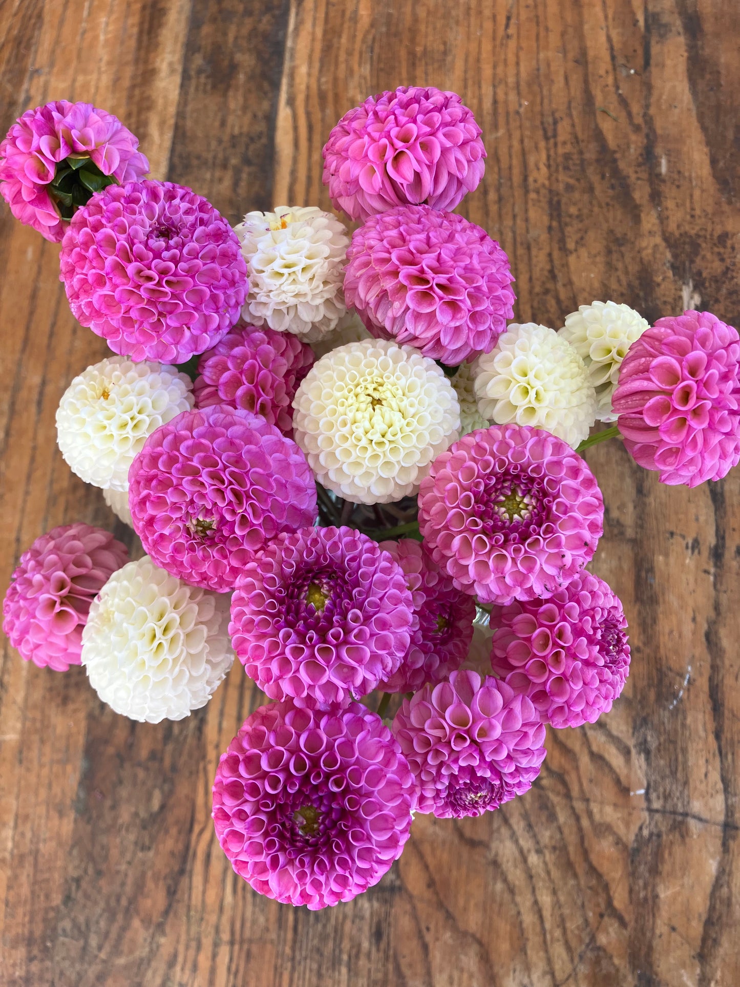 Bowen dahlia tuber