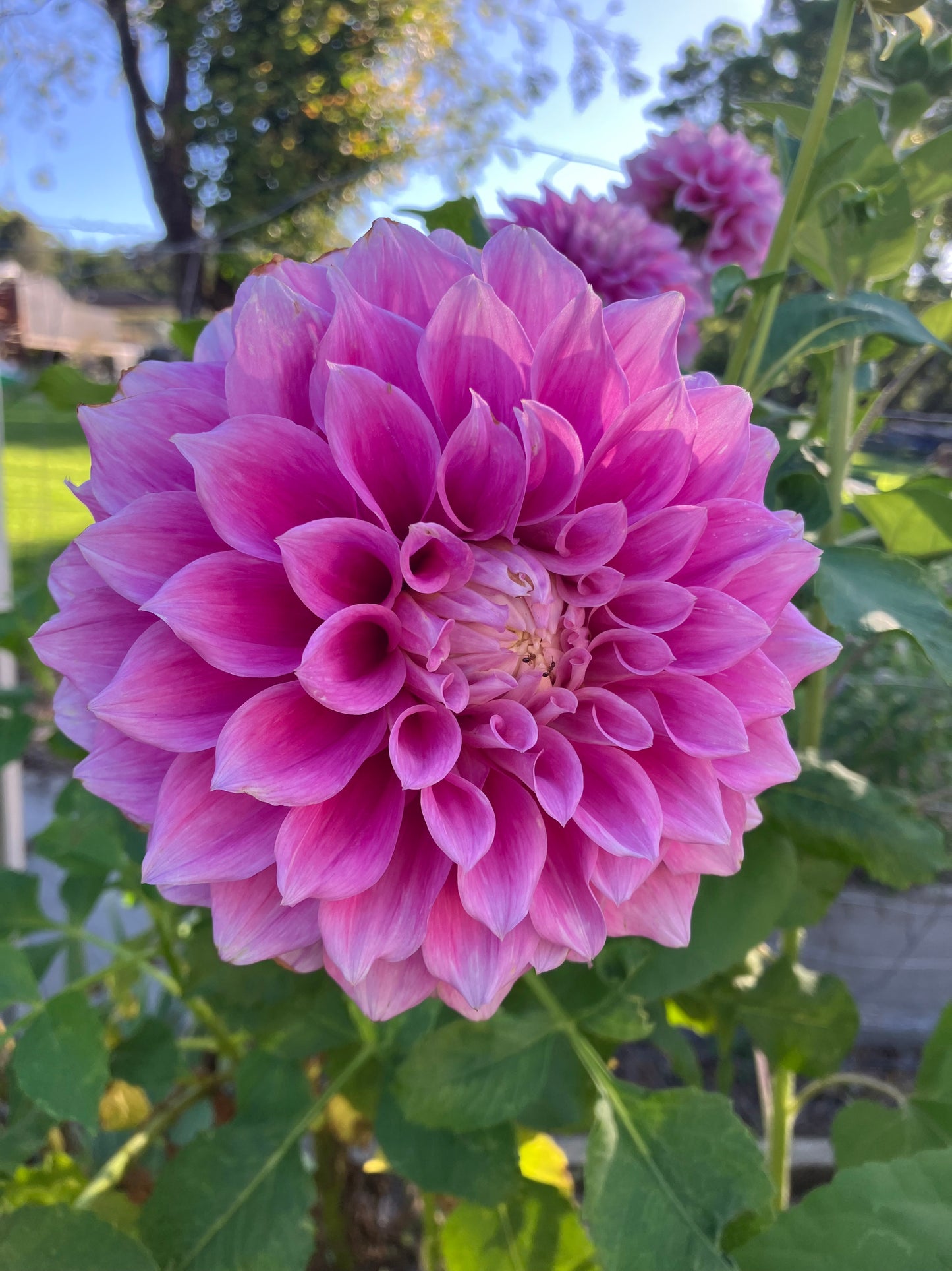 Vera’s Elma – Mauve-Pink Decorative Dahlia