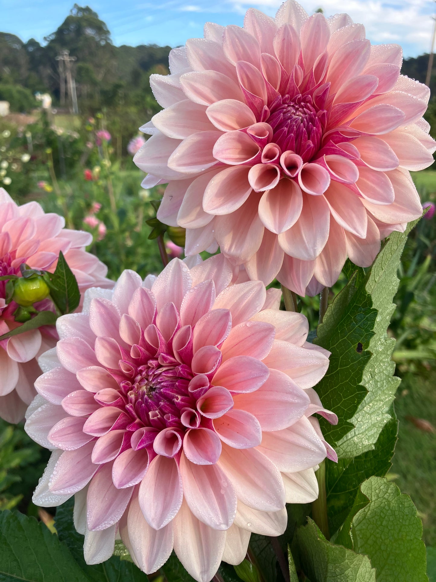 Florelie Antique dahlia tuber - Cream Blush Wedding Cut Flower Favourite