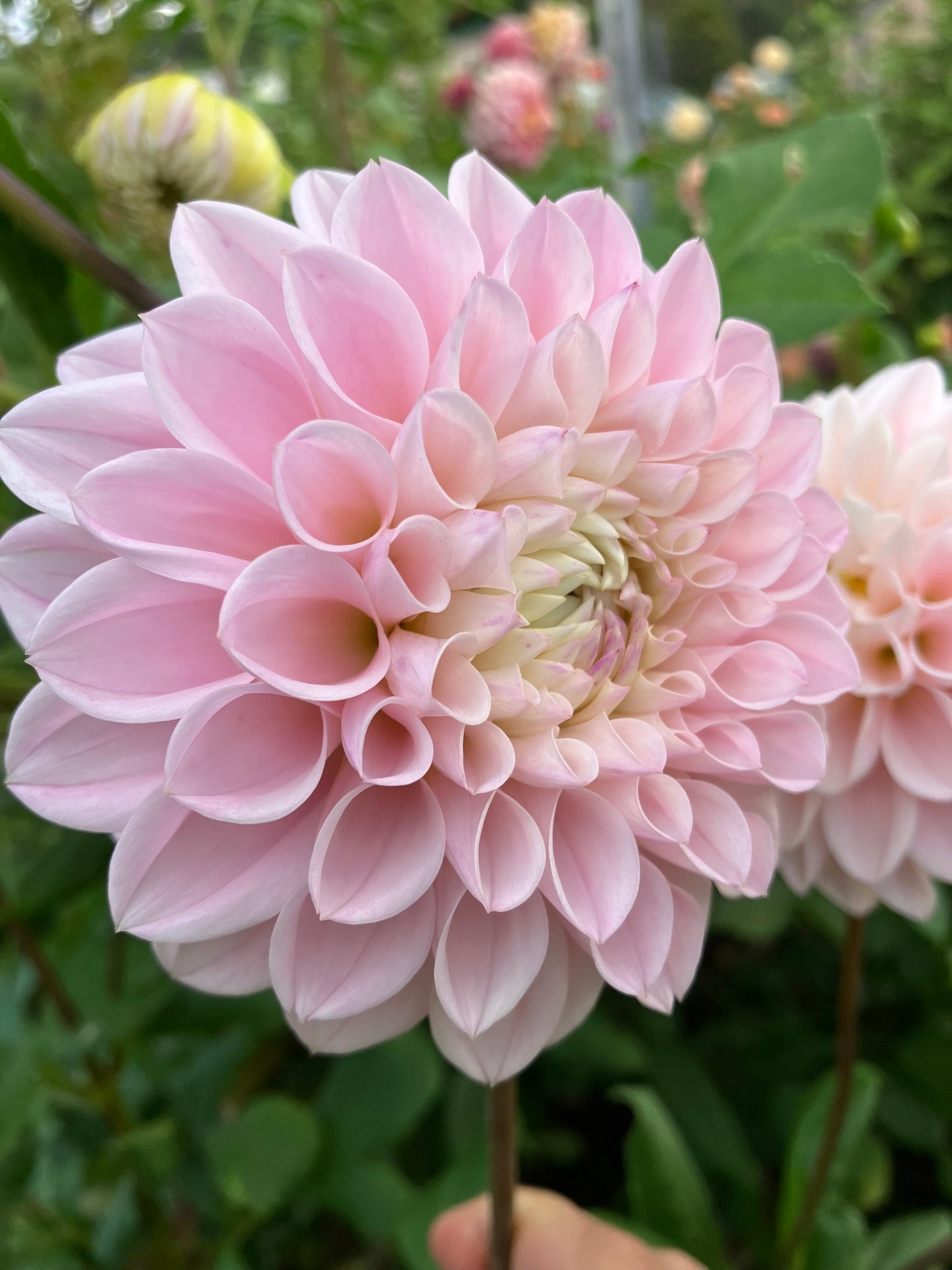 Alpine Charm dahlia tuber