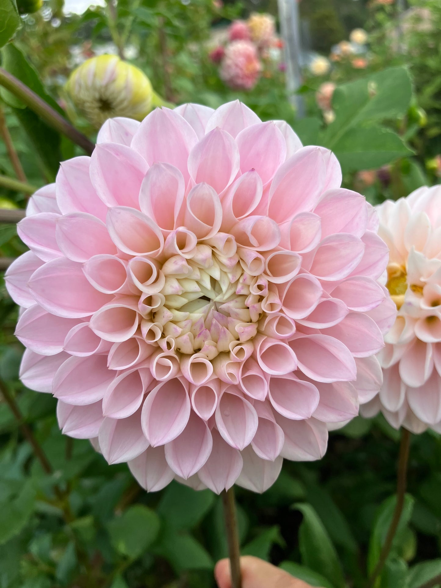 Alpine Charm dahlia tuber