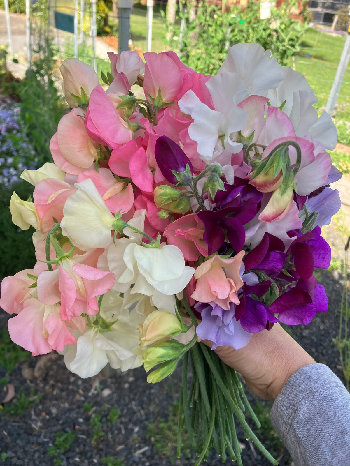 Sweet Pea Bunches
