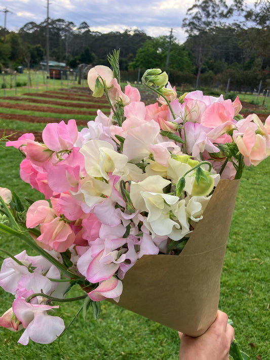 Sweet Pea Bunches