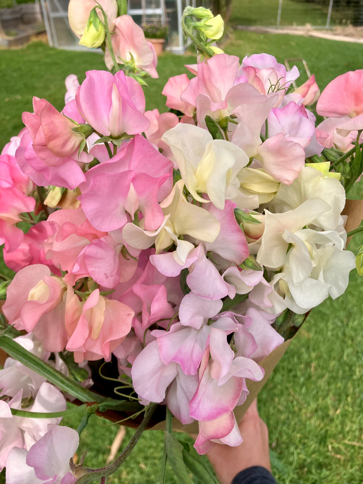 Sweet Pea Bunches