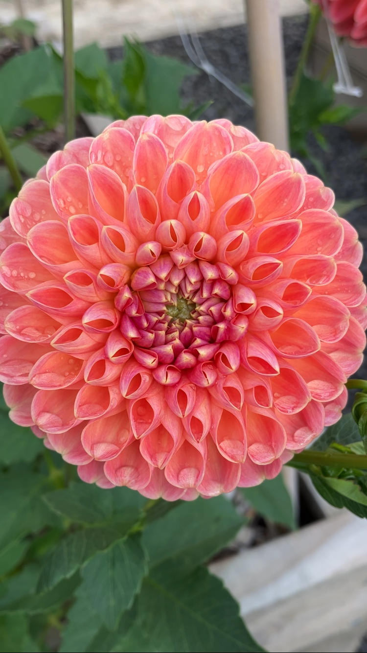 Crichton Honey dahlia tuber