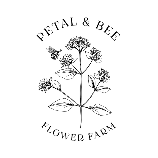 Bracken Joan dahlia tuber - Tall Cut Flower with Blush-Lavender Blooms